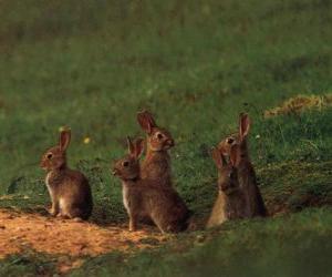 Puzle Família de coelhos para fora de suas tocas