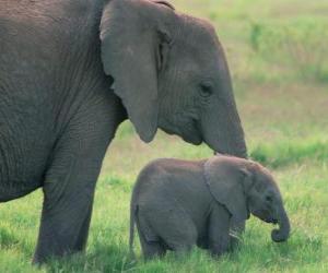 Puzle Família de elefantes
