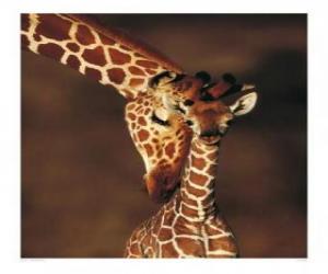 Puzle Família de girafas