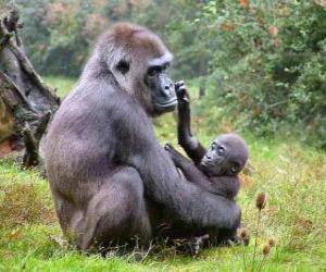 Puzle Família de gorilas