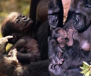 Puzle família de gorilas