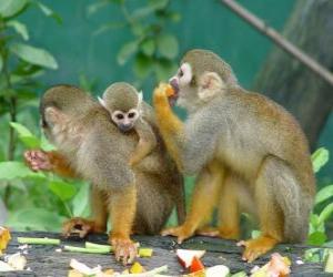 Puzle Família de macacos-esquilo