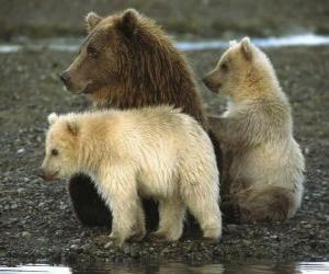 Puzle Família de urso