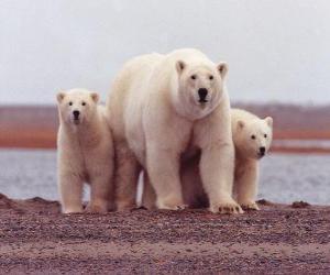 Puzle Família de ursos polares