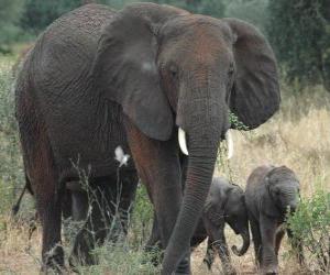Puzle família dos elefantes