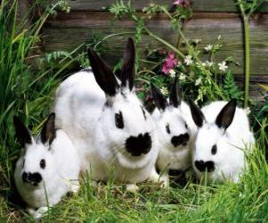Puzle Família de coelhos