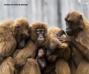 Puzle Família dos macacos