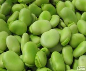 Puzle Fava