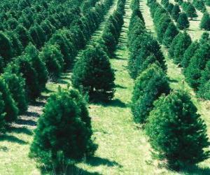 Puzle fazenda da árvore de Natal