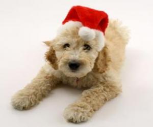 Puzle Filhote de cachorro elegante para celebrações do Natal com um chapéu
