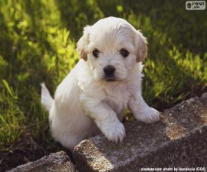 Puzle Filhote de cachorro Shih-poo