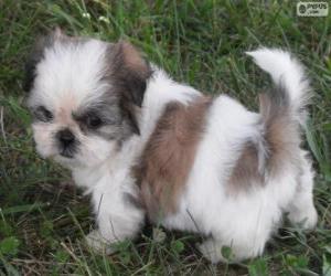 Puzle Filhote de Shih Tzu