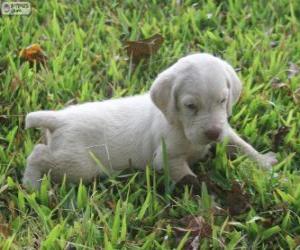 Puzle Filhote de Spinone italiano