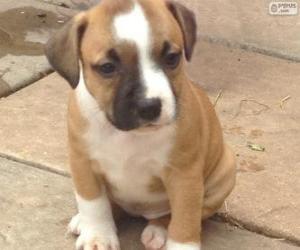 Puzle Filhote de Staffordshire bull terrier