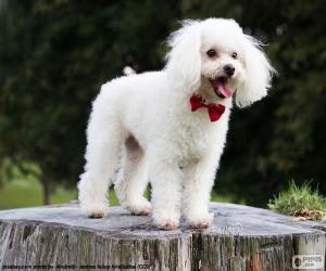 Puzle Filhote poodle