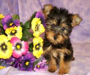 Puzle Filhote Silky terrier ou silky terrier australiano