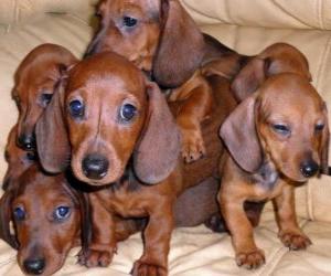 Puzle Filhotes dachshund ou teckel