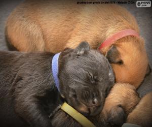 Puzle Filhotes de Boxer