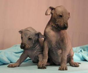 Puzle Filhotes de cachorro, Pelado mexicano ou Xoloitzcuintle