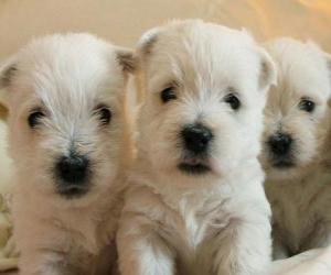 Puzle Filhotes de cachorro, West Highland White Terrier