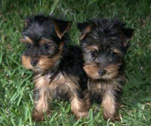 Puzle Filhotes de cachorro Yorkshire Terrier