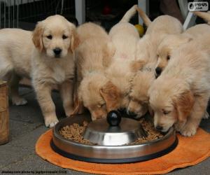 Puzle Filhotes de retriever dourado