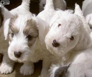 Puzle Filhotes de Sealyham Terrier