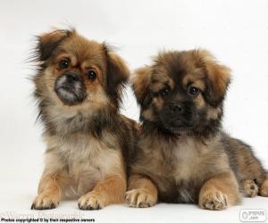 Puzle Filhotes de Spaniel tibetano