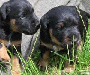 Puzle Filhotes de Terrier alemão de caça