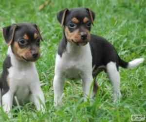 Puzle Filhotes de Terrier brasileiro