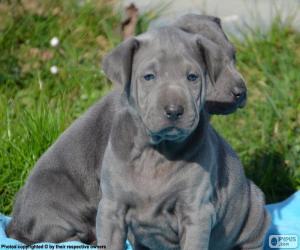 Puzle Filhotes de Thai Ridgeback