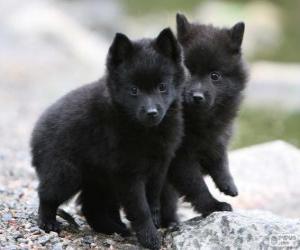 Puzle Filhotes Schipperke