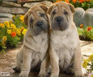 Puzle Filhotes Shar Pei