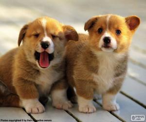 Puzle Filhotes Welsh corgi pembroke