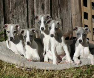 Puzle Filhotes Whippet