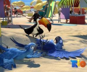 Puzle filme Rio, com três de seus protagonistas: as araras Blu, Jewel e o tucano Rafael na praia