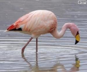 Puzle Flamingo-andino