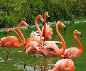 Puzle Flamingos na água, grandes aves aquáticas com plumagem cor de rosa
