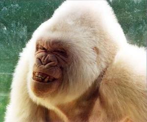 Puzle Floco de Neve, o gorila albino só no mundo do que se tem conhecimento
