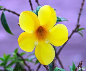 Puzle Flor amarela de cinco pétalas