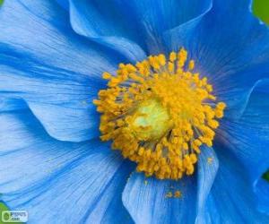 Puzle Flor azul