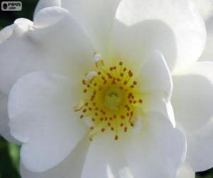Puzle Flor branca
