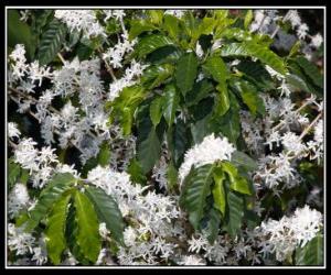 Puzle Flor de Café