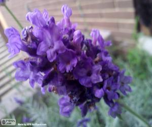 Puzle Flor de lavanda