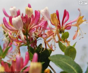 Puzle Flor de madressilva