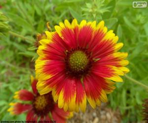 Puzle Flor Gaillardia pulchella