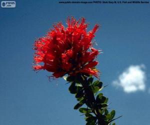 Puzle Flor vermelha de Ocotillo