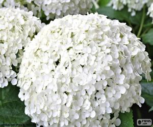 Puzle Flores branca de hortênsia