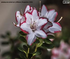 Puzle Flores brancas e vermelhas de azaleia