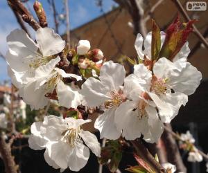 Puzle Flores de amendoeira